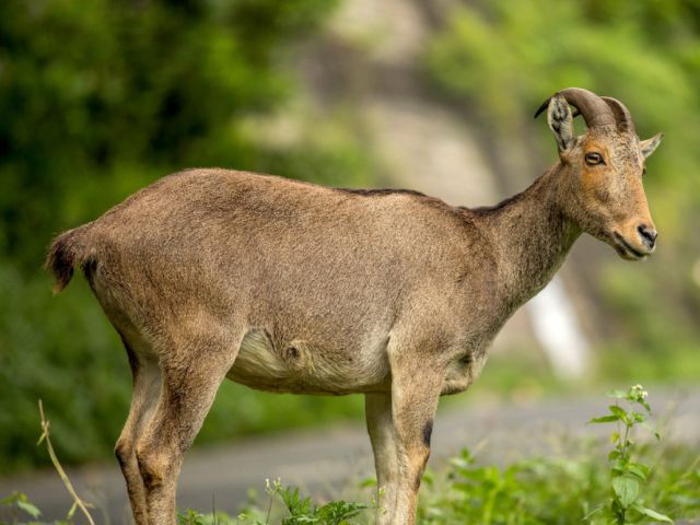 nilgiri tahr